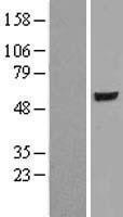 NBL1-10357 - ER81 Lysate